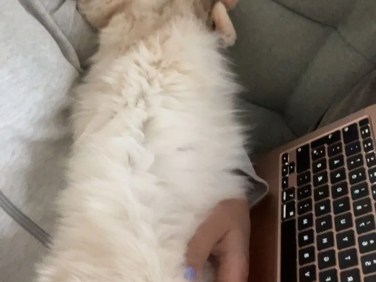 Billede 3 - Ragdoll 