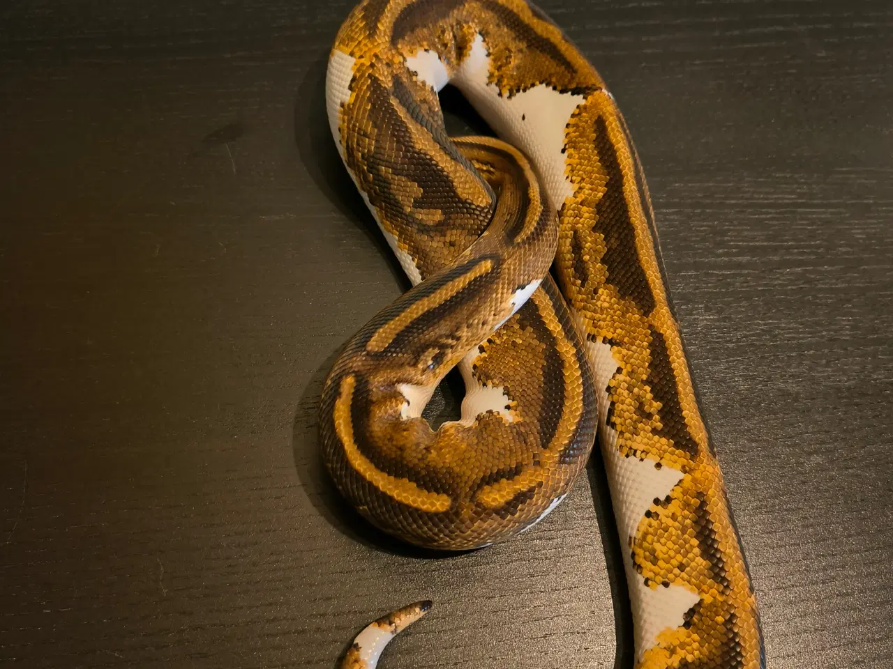 Billede 2 - Konge Python Yellow Belly GeneX Pied