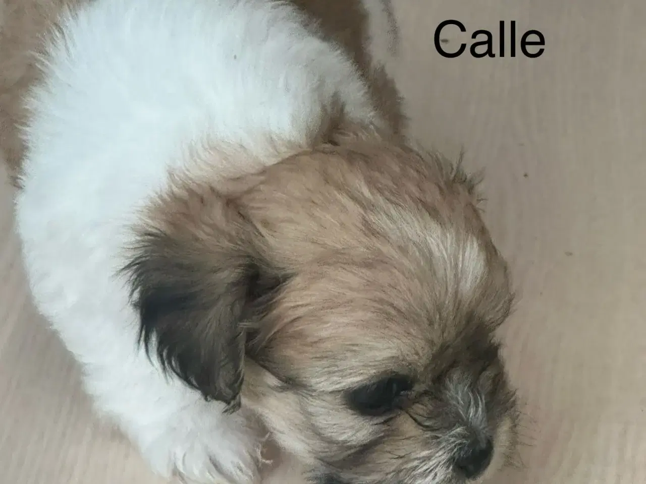 Billede 1 - Calle - Lhasa apso