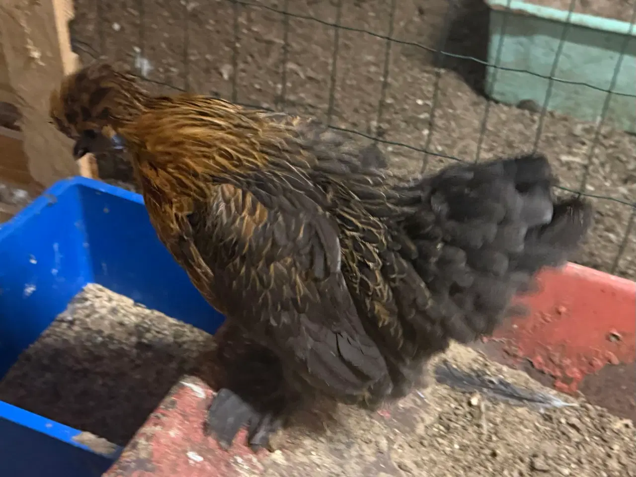 Billede 8 - Dværg blandings høner
