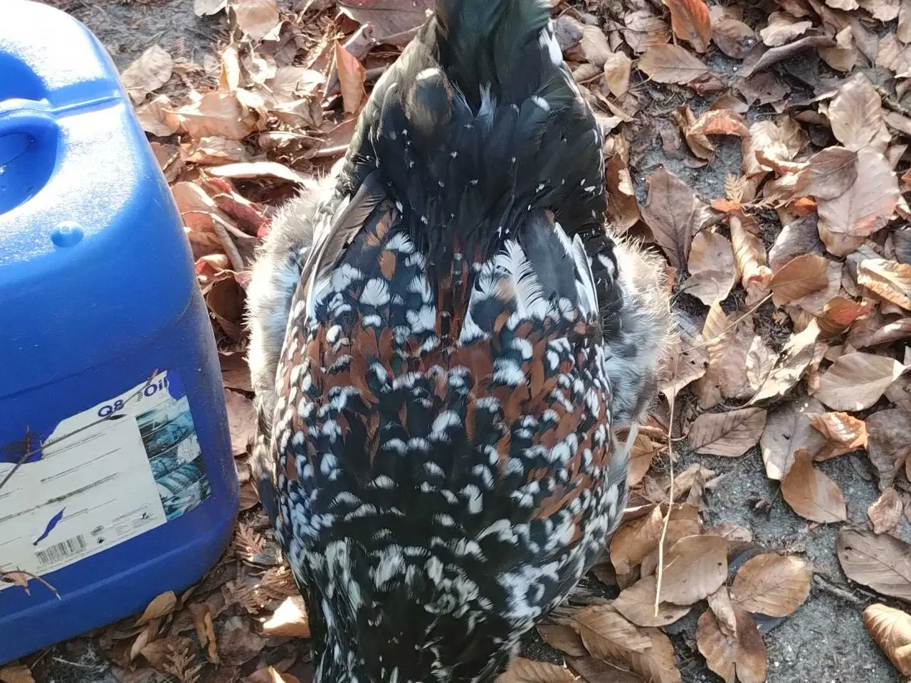 Billede 2 - Ung Brahma hane