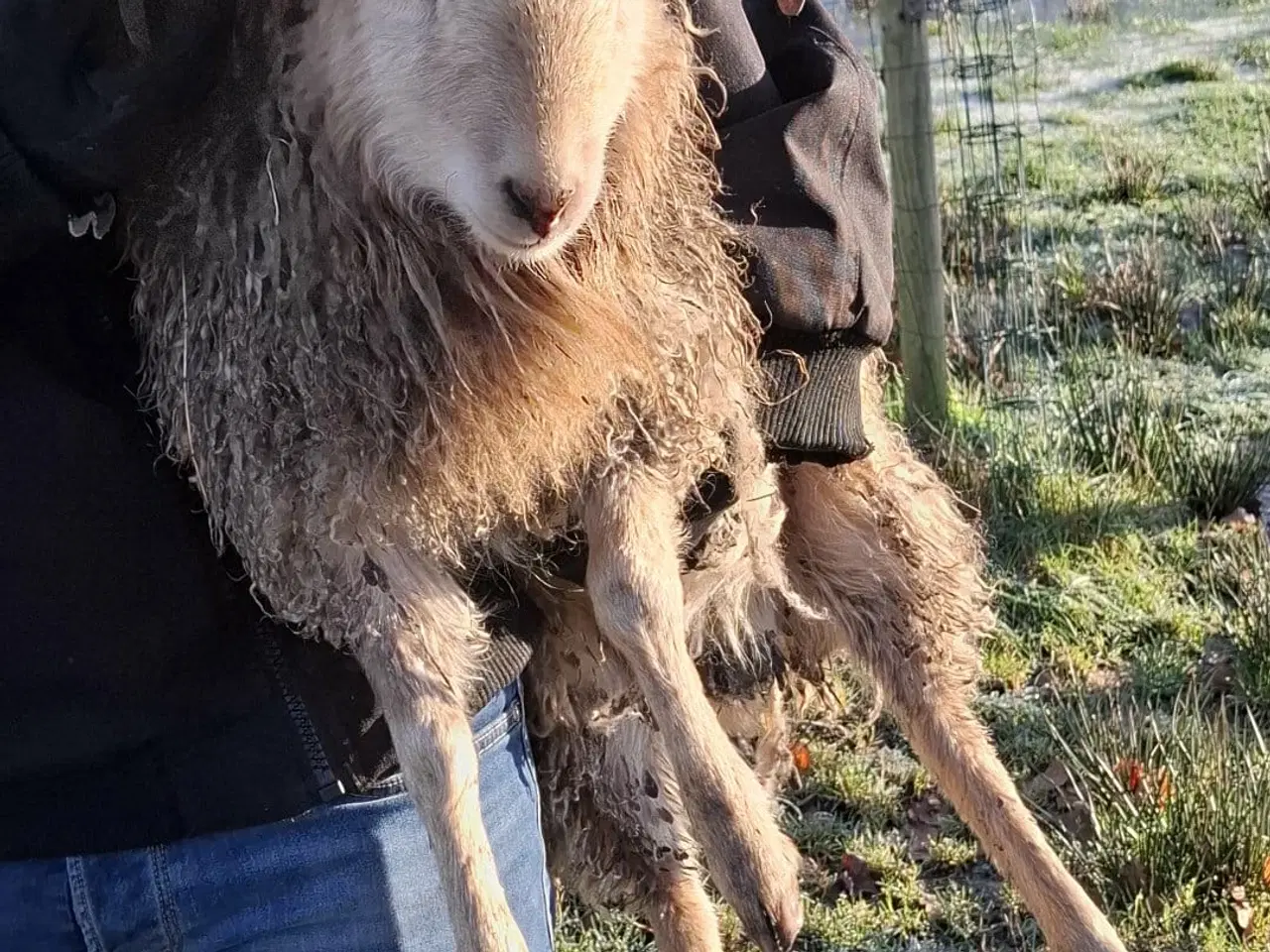 Billede 1 - Ouessant vædderlam