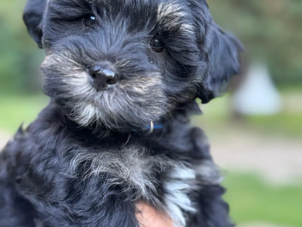 Billede 3 - Lhasa Doodle hanhvalp. Flytteklar