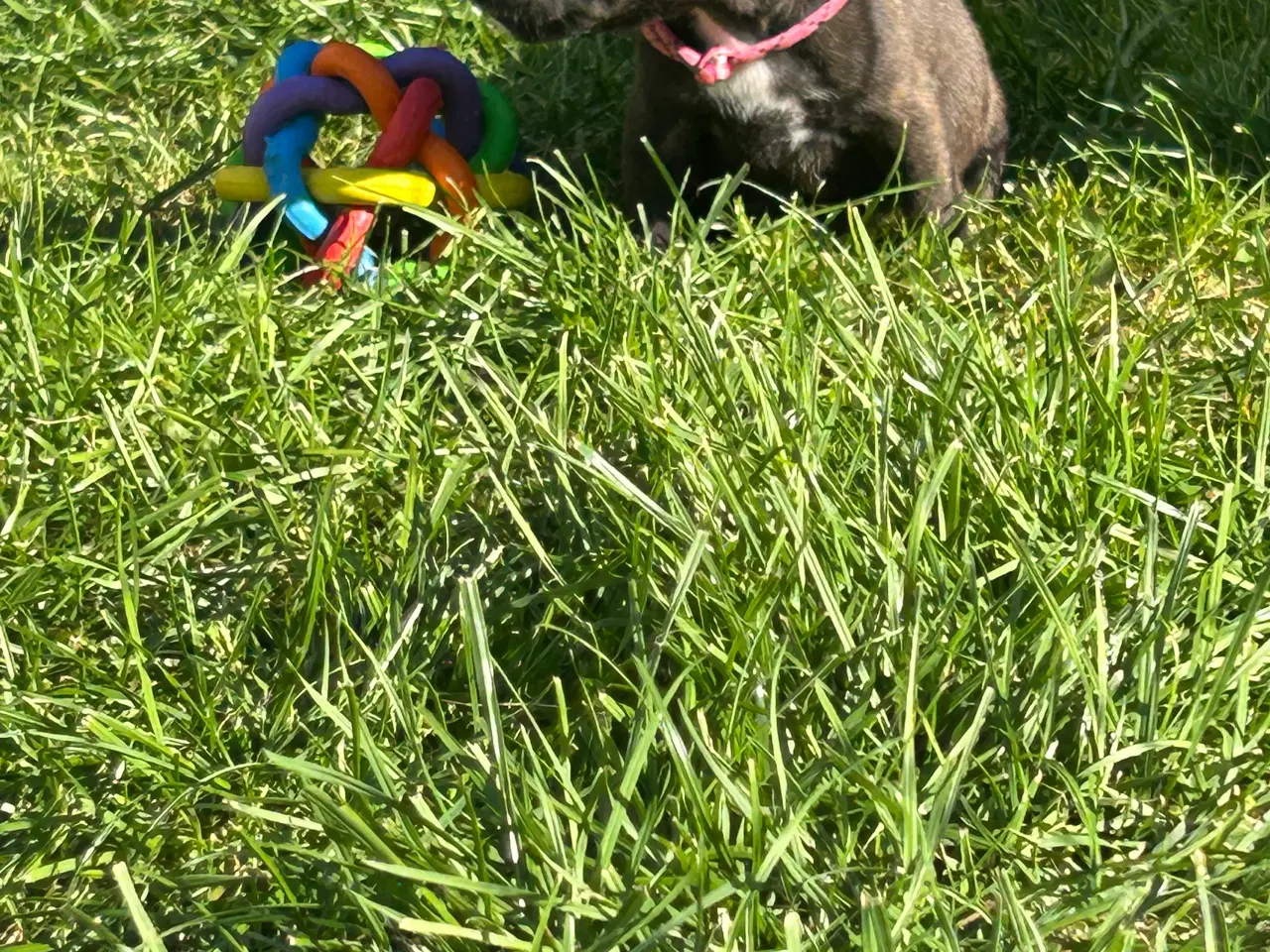 Billede 5 - Staffordshire Bull terrier hvalpe