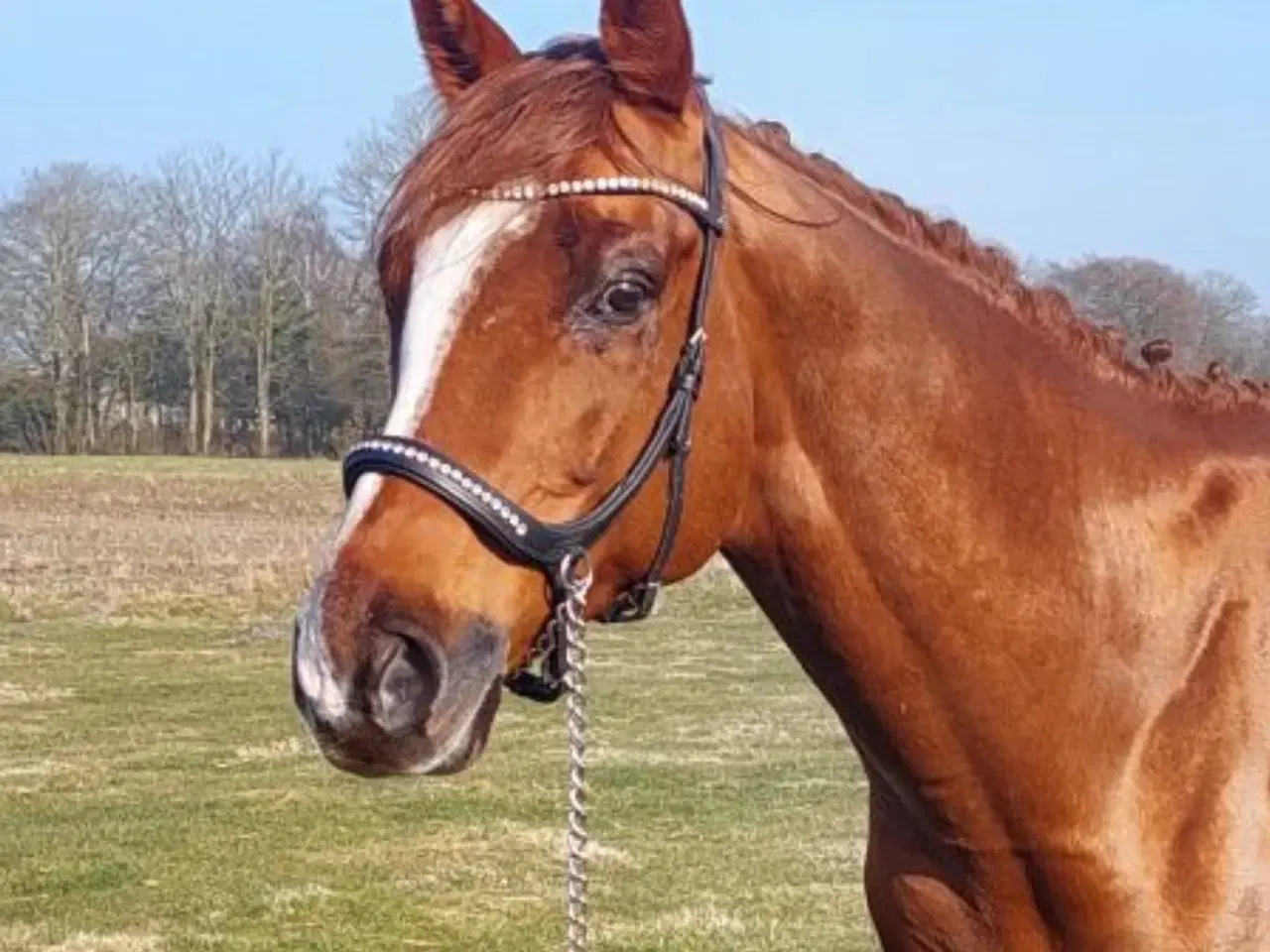 Billede 1 - Bedækning ved avlsgodkendt hingst