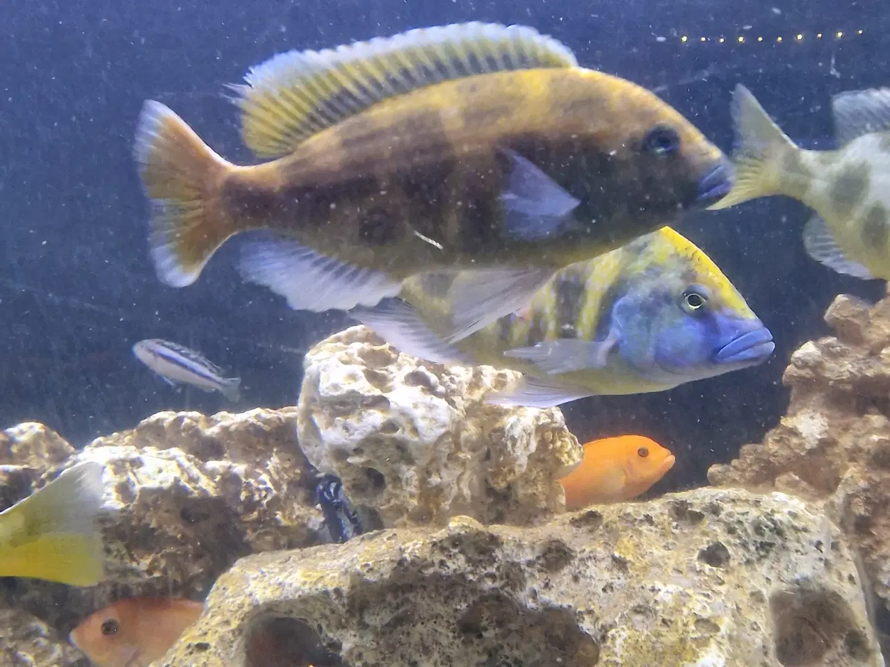 Billede 1 - Nimbochromis venustus