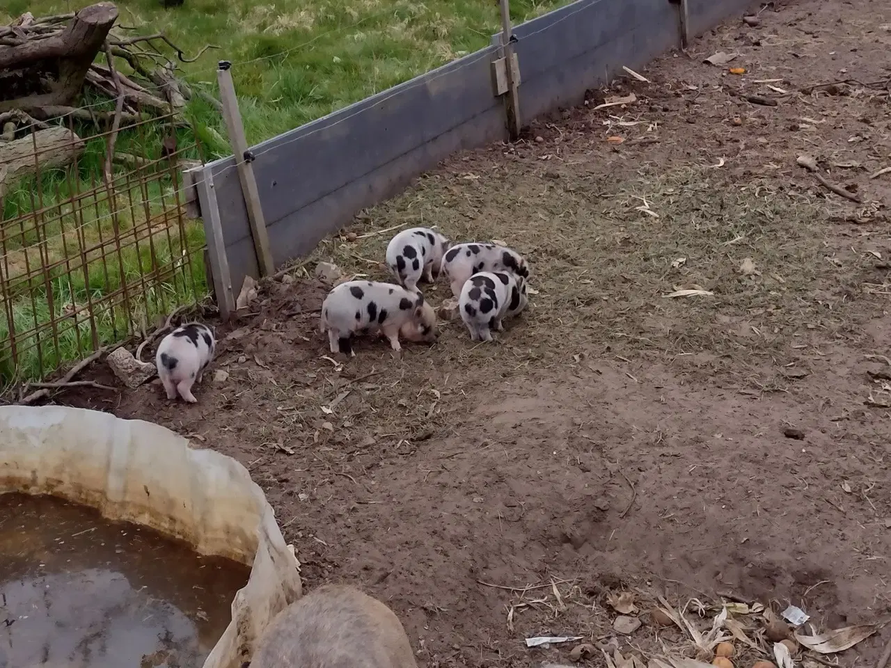 Billede 2 - Mini gris, 2 drenge 
