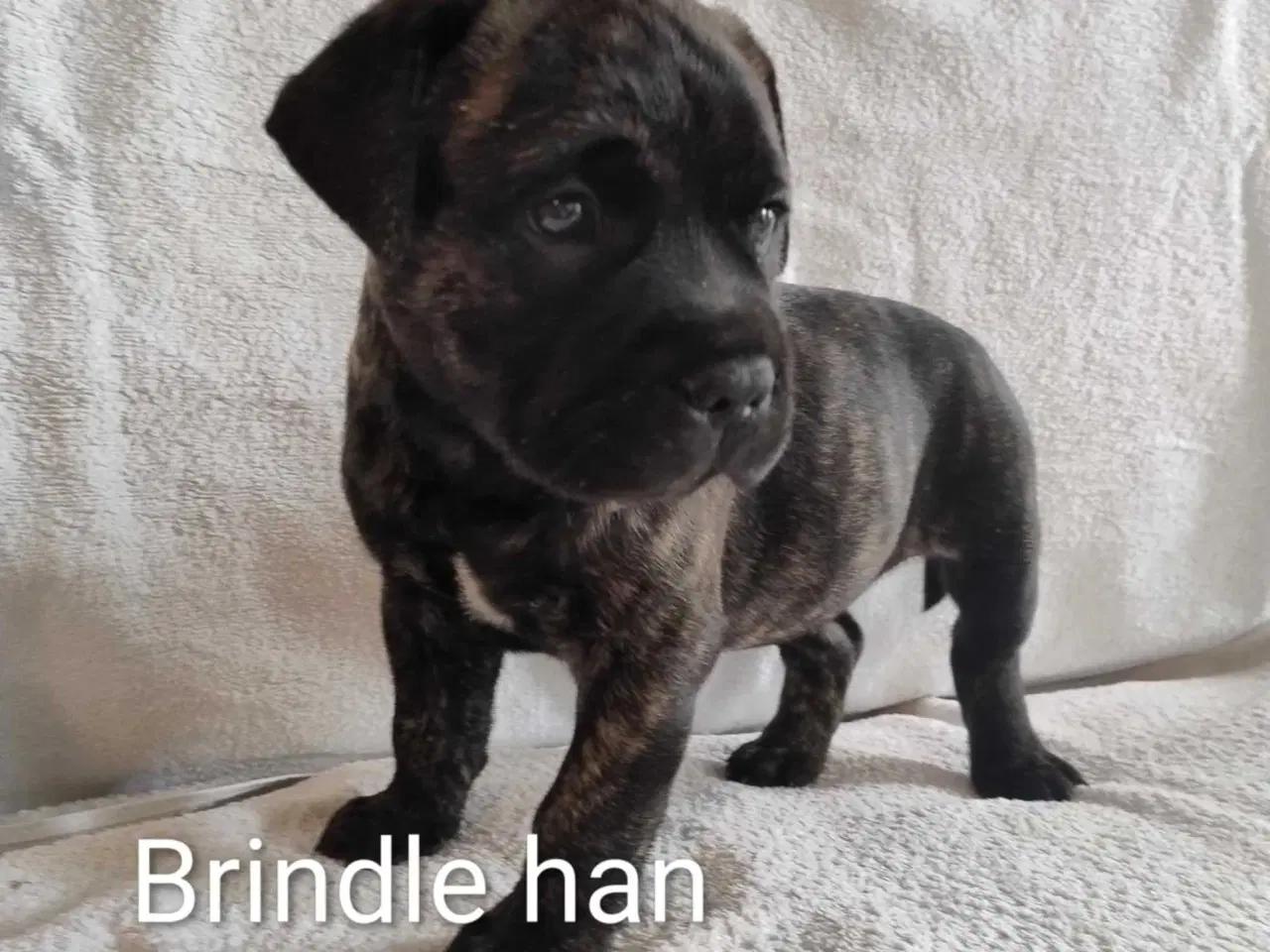 Billede 5 - Bullmastiff hvalpe, kan flytte 24. august
