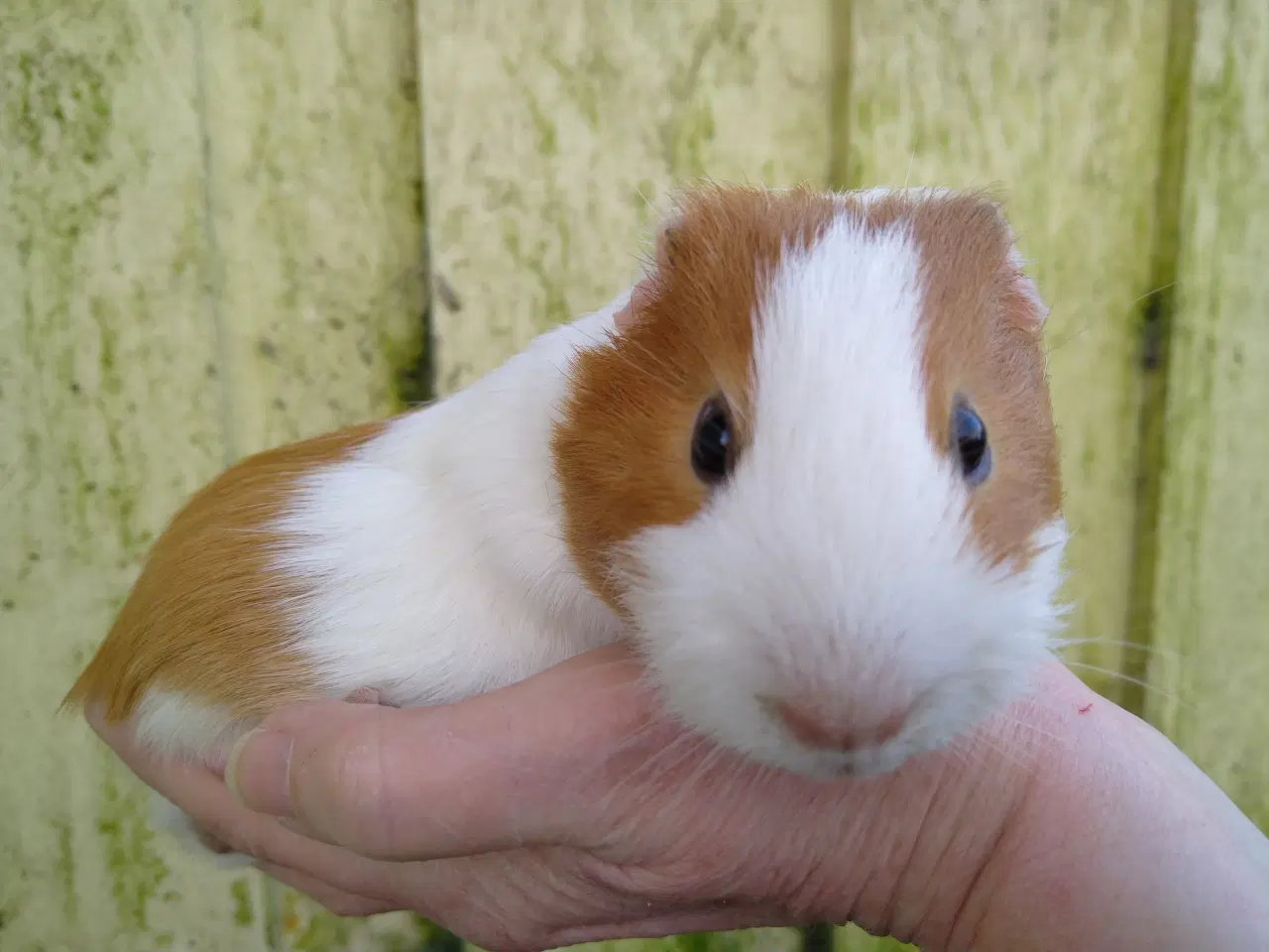 Billede 2 - 2 unger, halvbrødre 