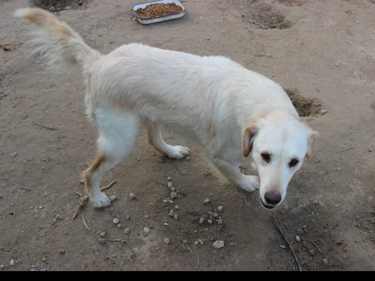 Billede 2 - Dejlige Zaki søger familie 