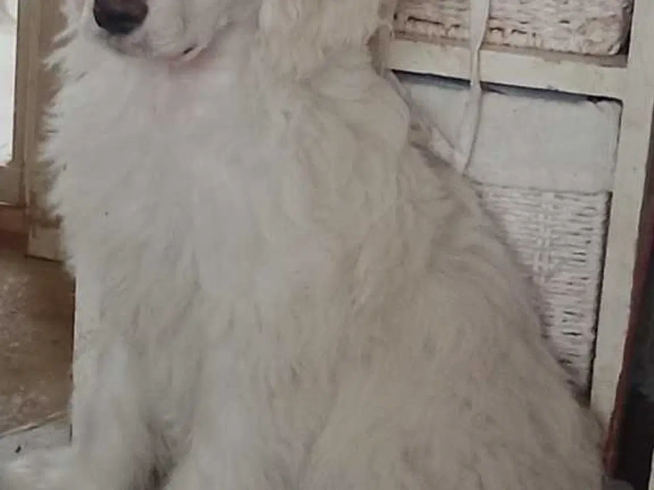 Billede 1 - Dejlig Chinese crested puff dreng