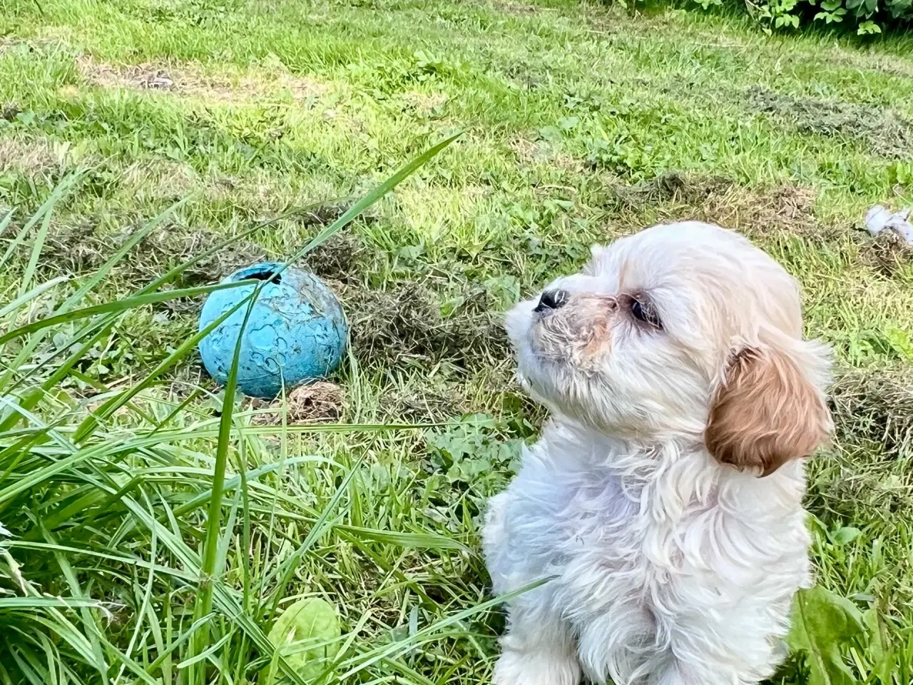 Billede 3 - Blandingshvalpe Bichon Havanais / Bolognese