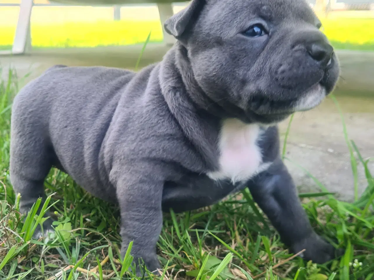 Billede 5 - American Bully Pige Blu 