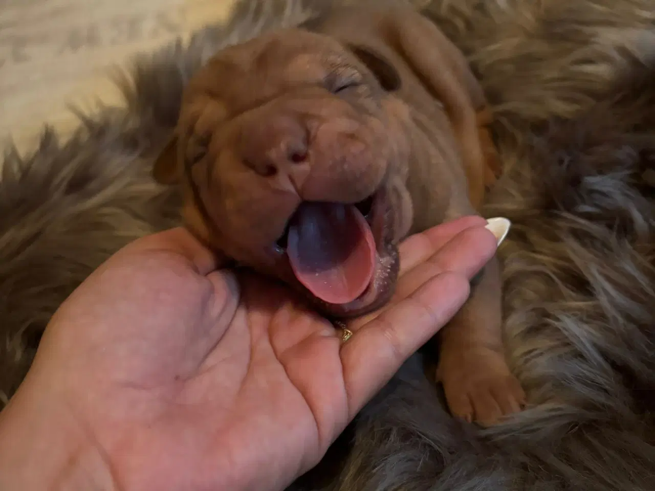 Billede 7 - Smukke Old English Bulldog Mix Hvalpe til salg! 🐾
