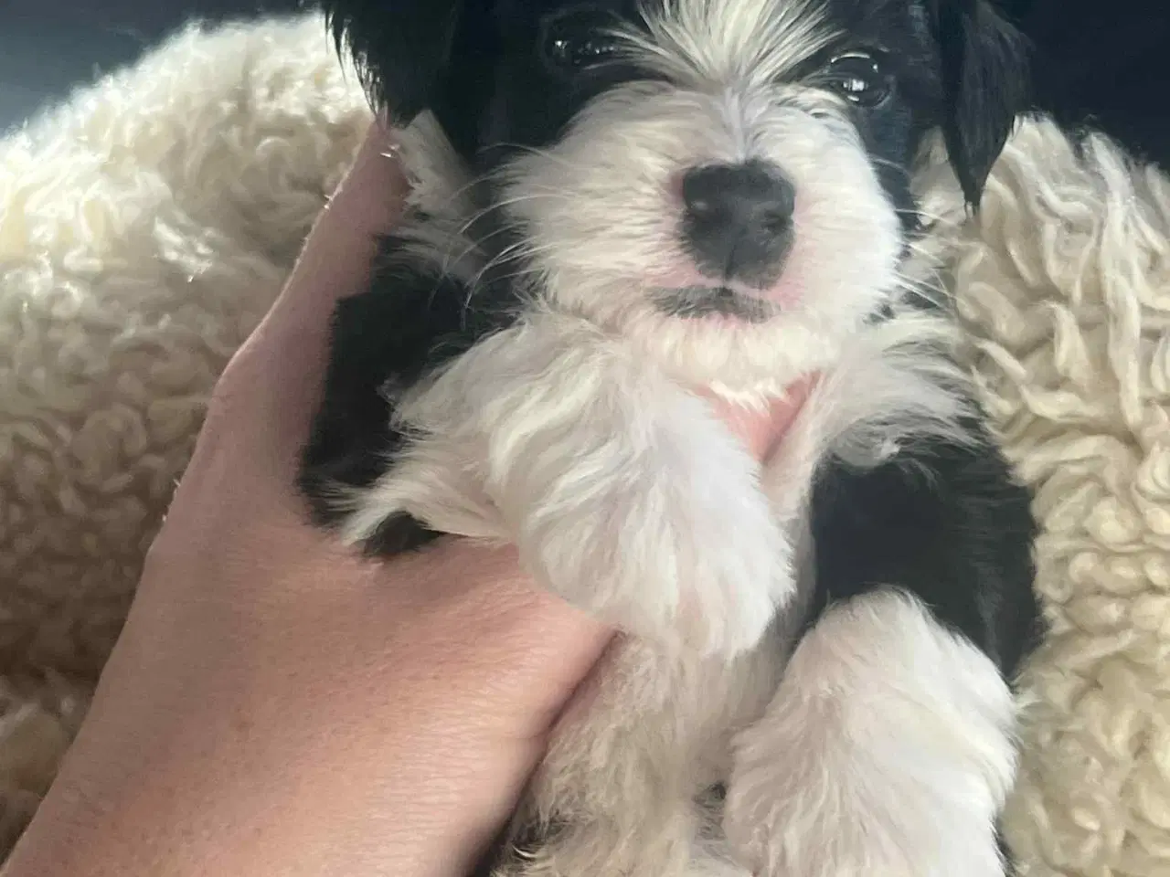 Billede 3 - Klar den 25 december