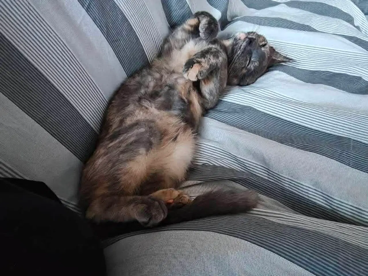 Billede 4 - Supersøde og kælne katte søger nyt hjem