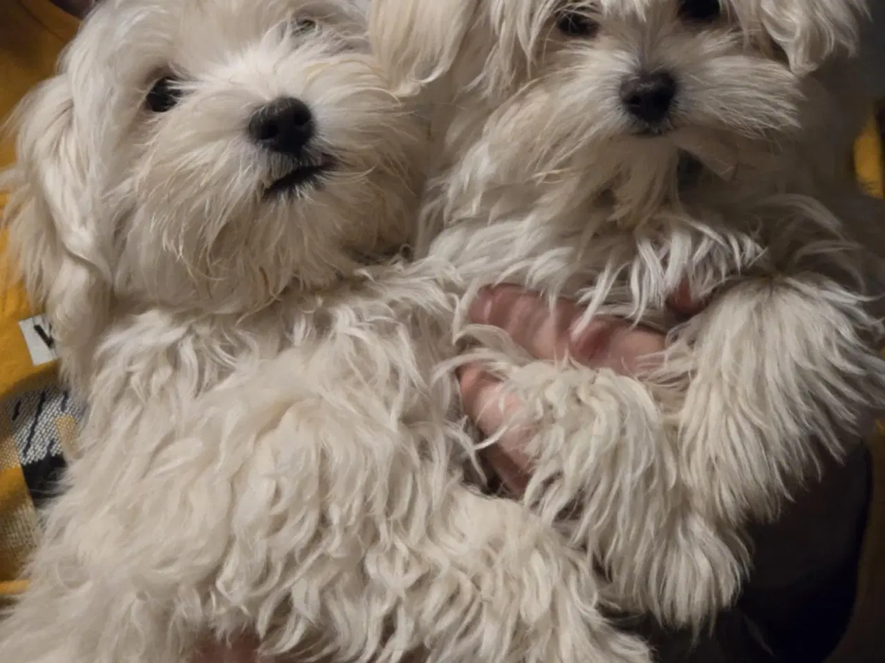 Billede 8 - Bichon-hvalpe søger nye hjem .