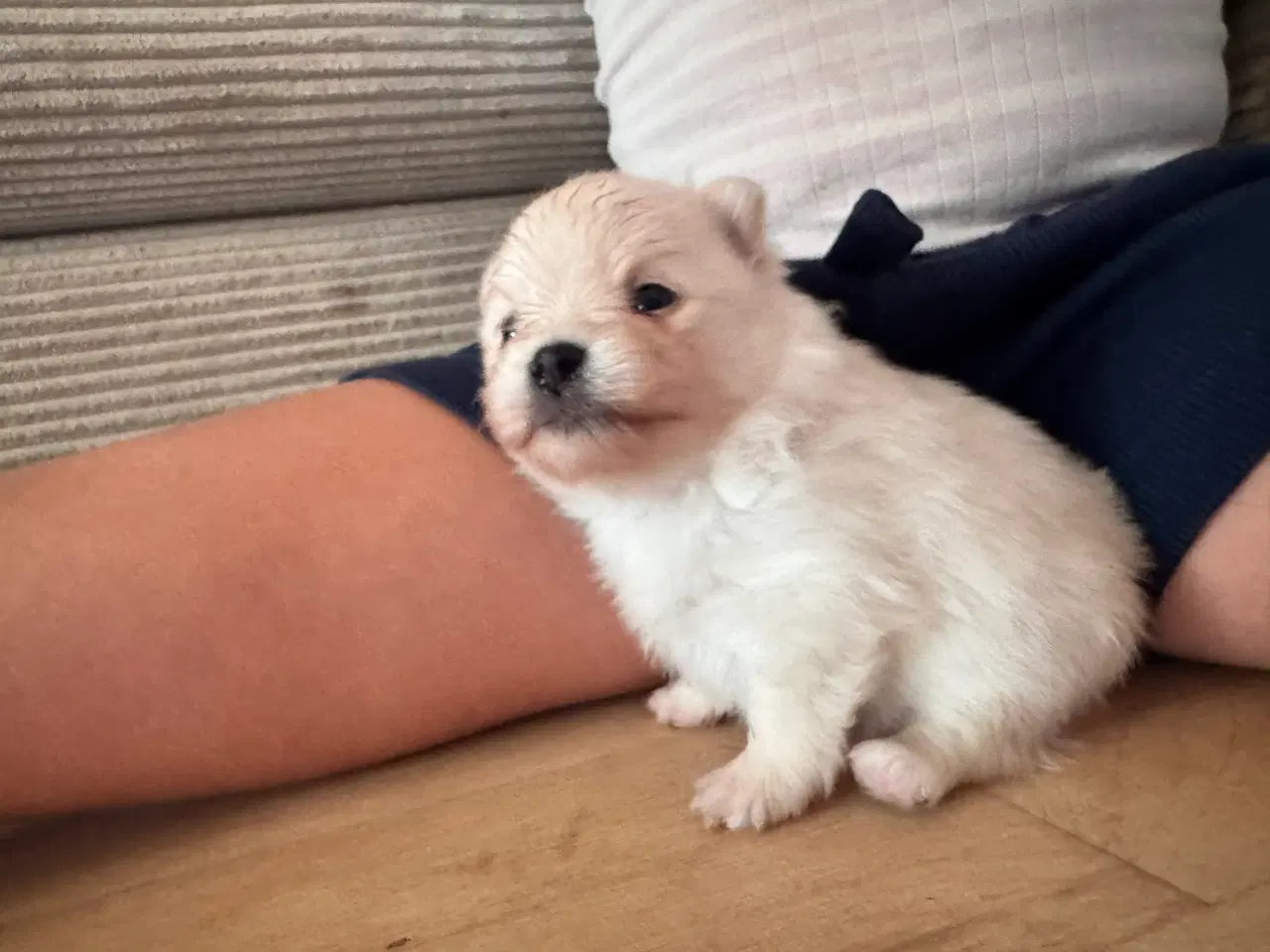 Billede 8 - Pomeranian Merle hvalp 