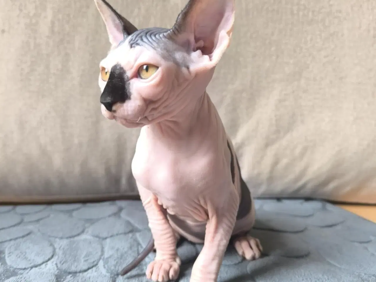 Billede 2 - 3 af de Sødeste SPHYNX killinger