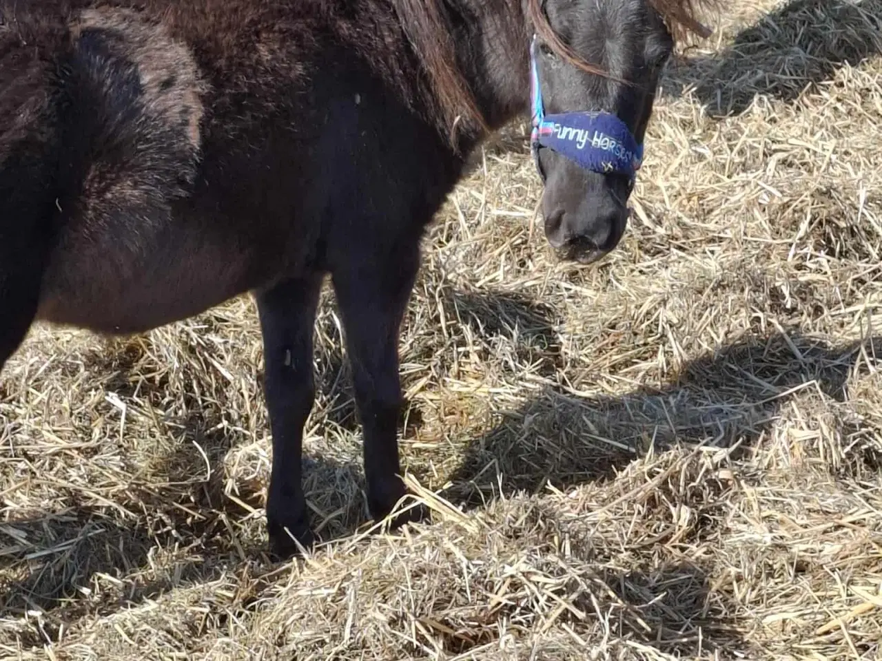 Billede 4 - Sød shetlænder/ (Miniature) hest