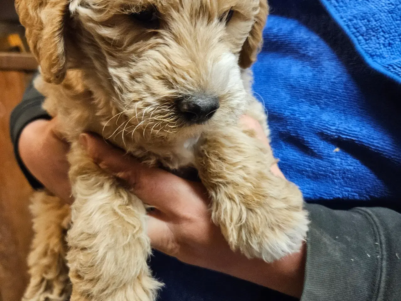 Billede 6 - Labradoodle hvalpe