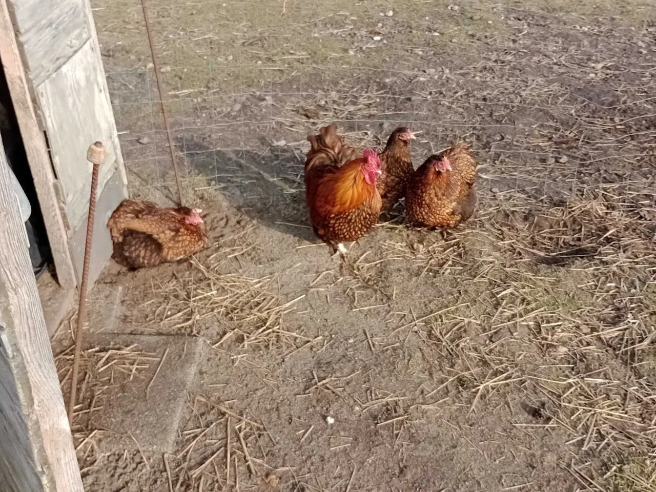 Billede 1 - Dvæg orpington
