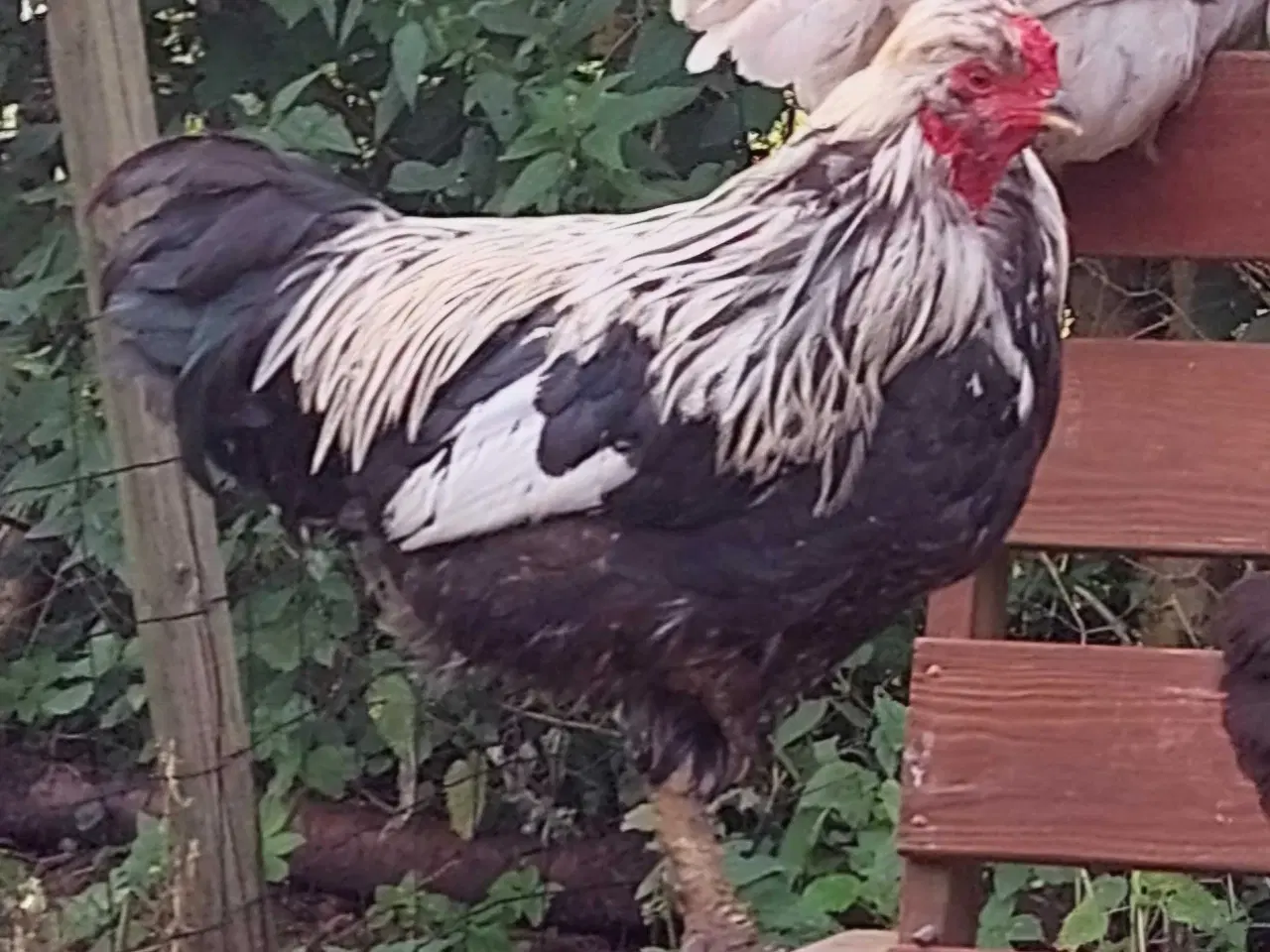 Billede 4 - Blå rugeæg fra blålæggerhøner