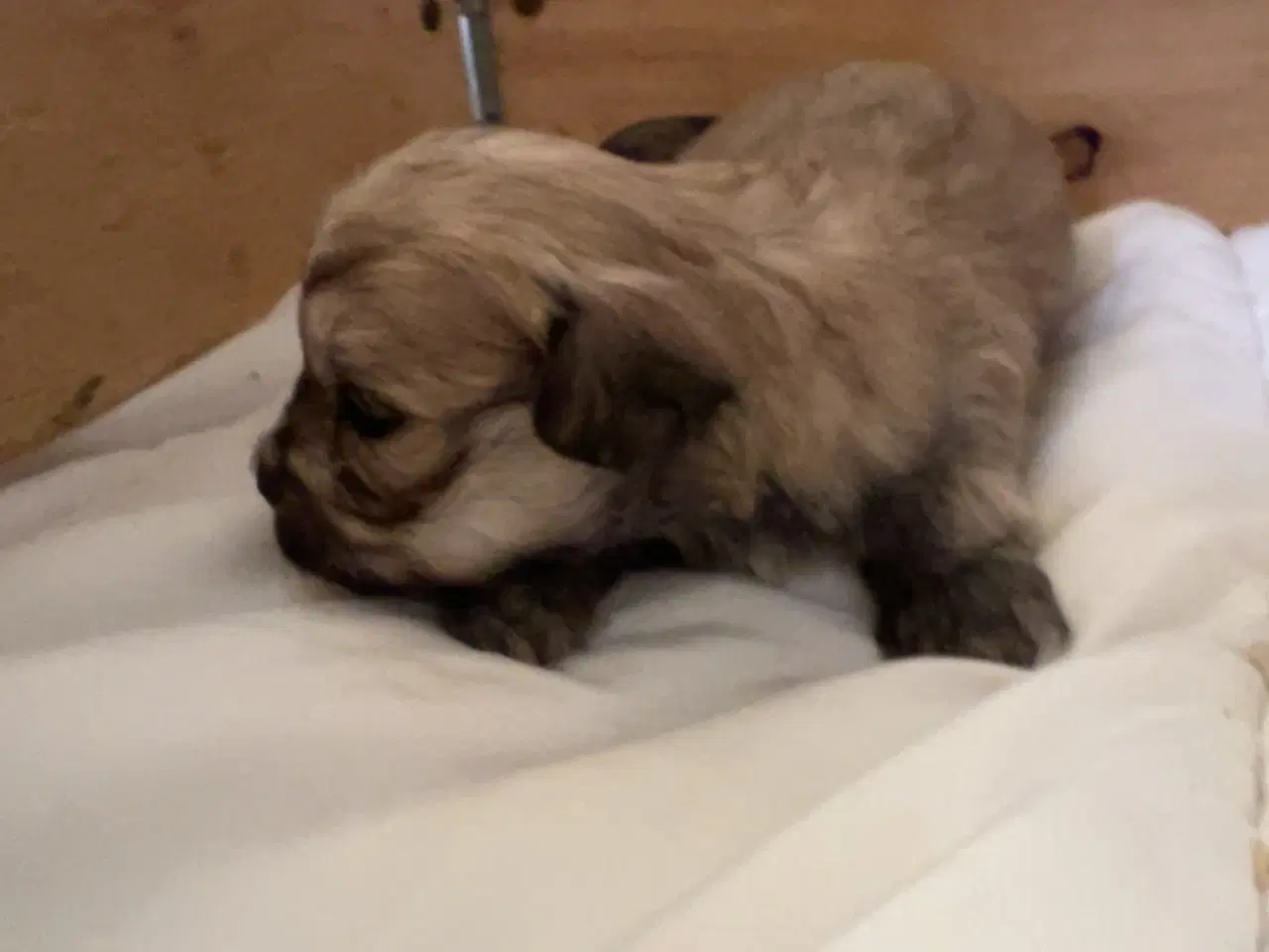Billede 10 - Små allergivenlige og ikke fældende hundehvalpe