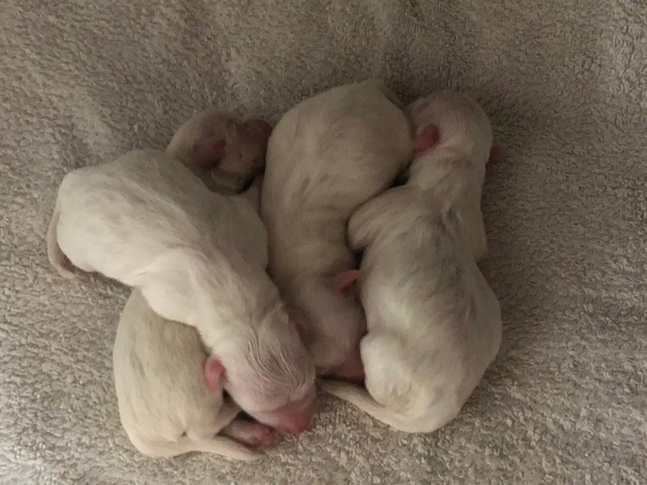 Billede 6 - Coton de Tulear, 1 lille tæve tilbage