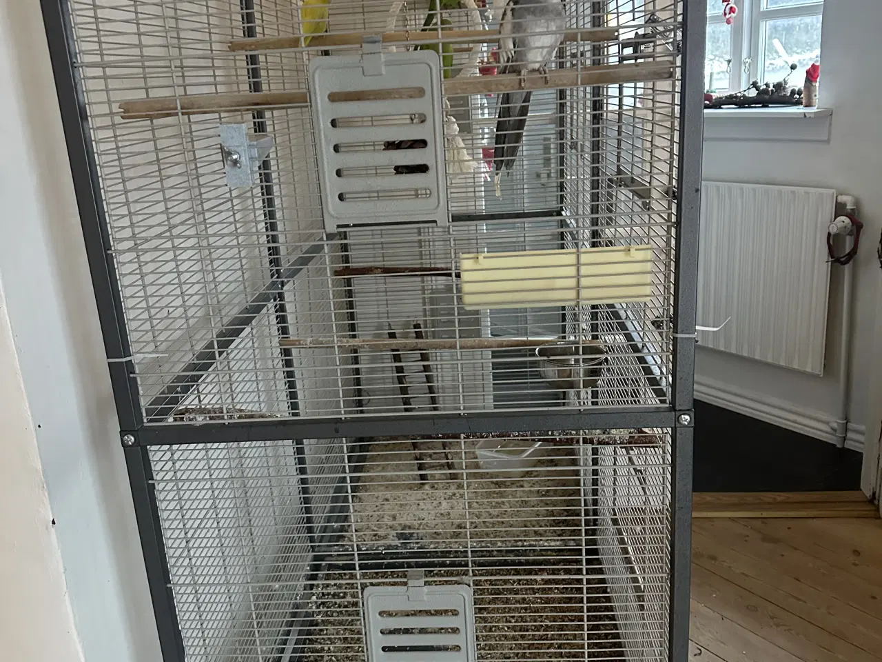 Billede 6 - Sælger mine fugle