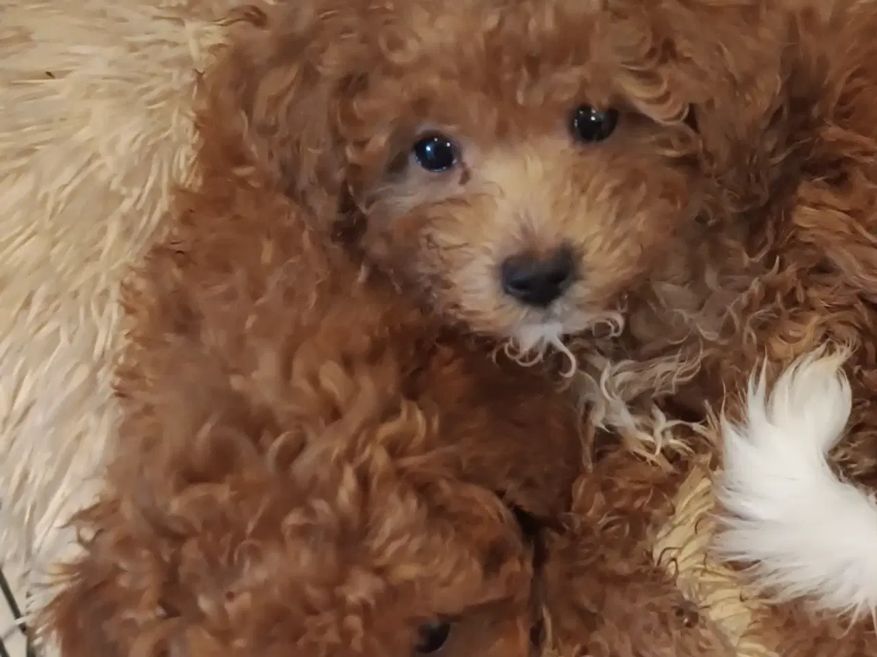 Billede 11 - Bedårende allergivenlige havapoo hvalpe