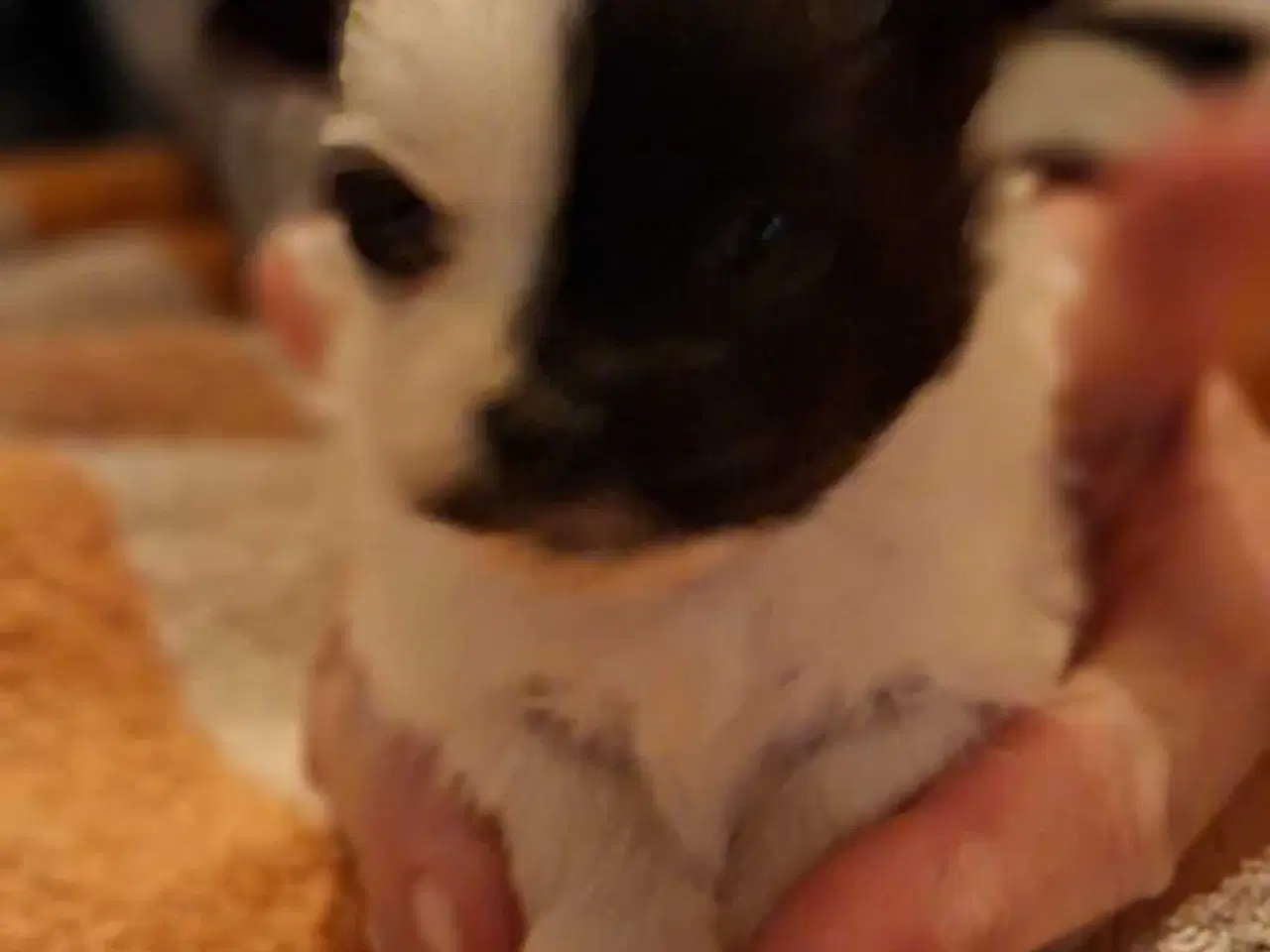 Billede 2 - Pomchi hvalpe