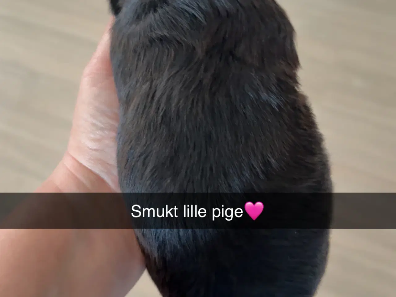 Billede 7 - Fantastisk dejlige familiehund vi er klar til besø
