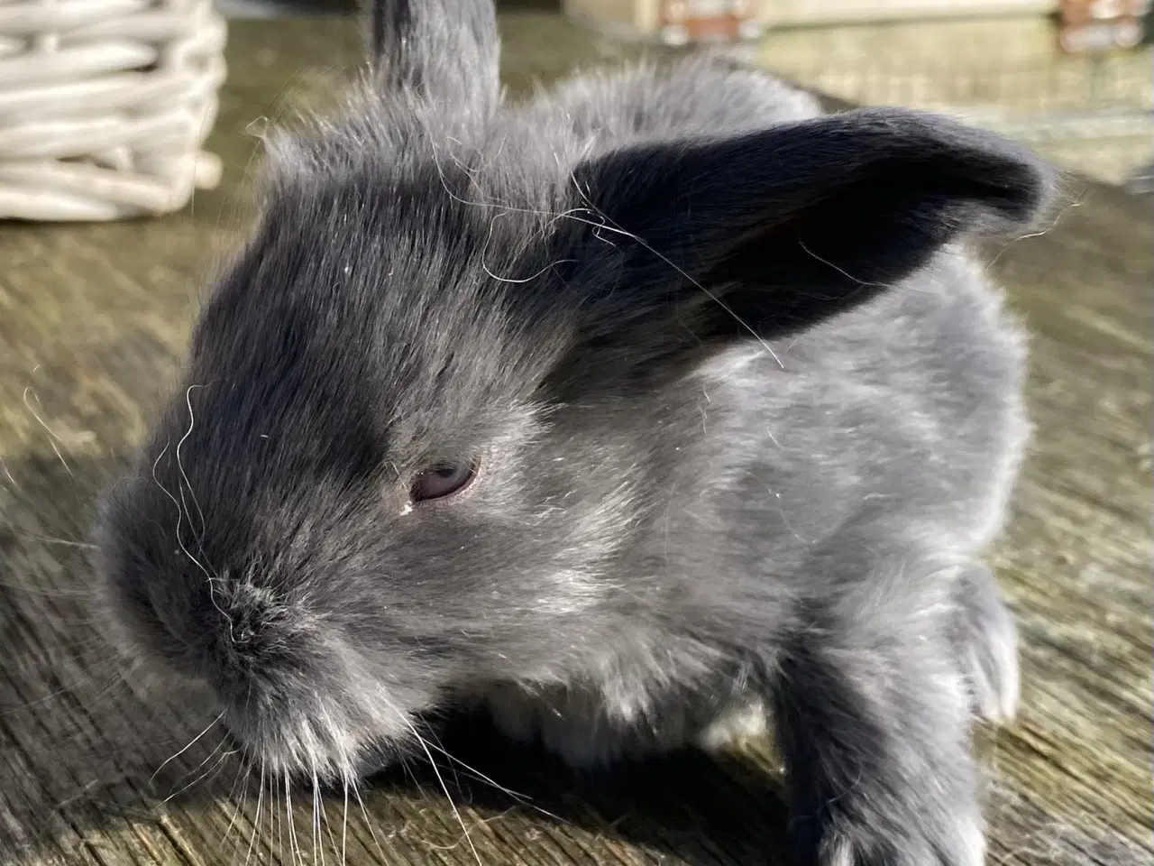 Billede 1 - FRANSK VÆDDER HAN BLÅ