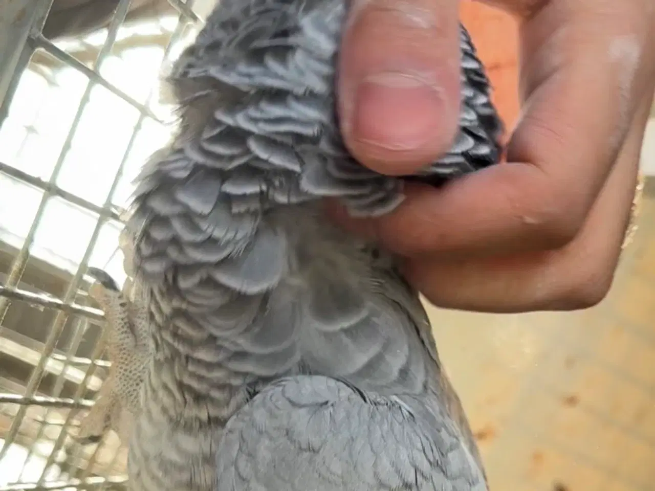 Billede 2 - Grå Jaco hun sælges/byttes 