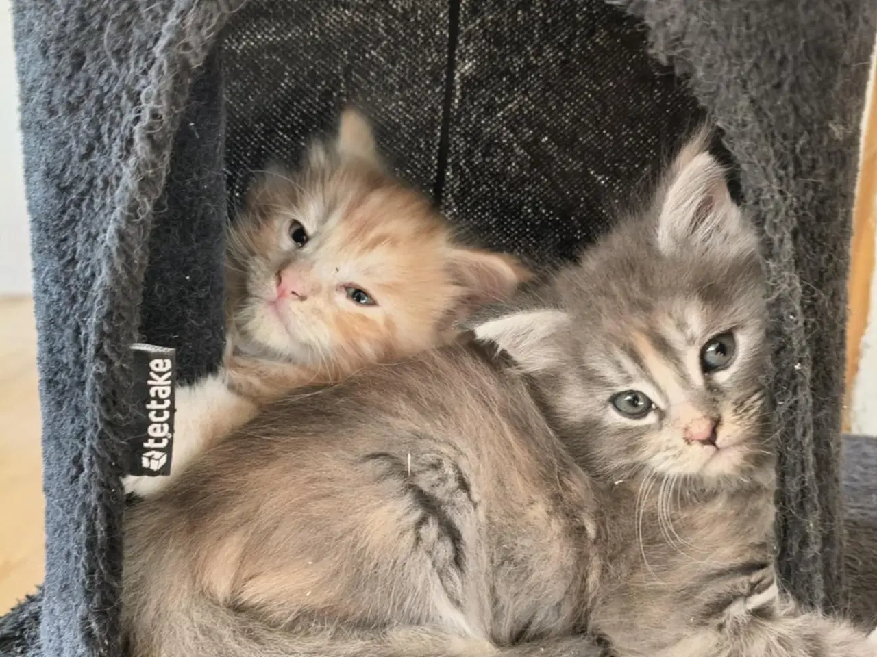 Billede 1 - Maine Coon killinger 8 uger flytteklar om 4 uger, 