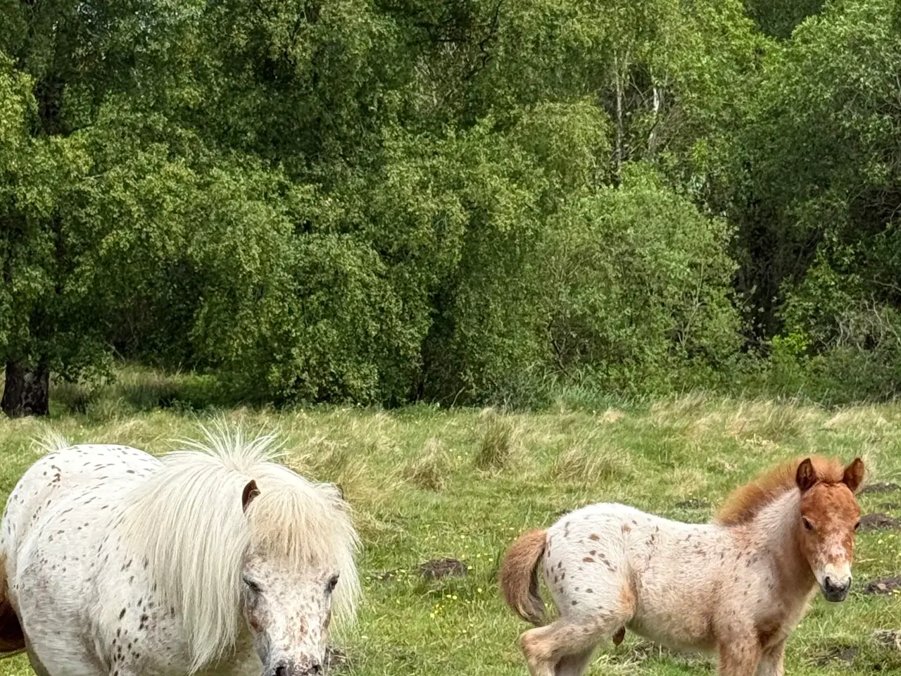 Billede 8 - Mini Pony 