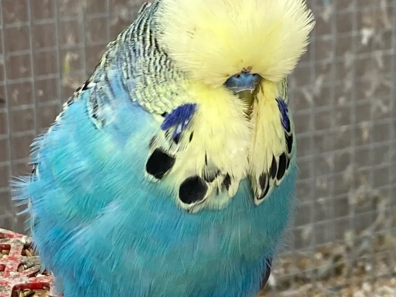 Billede 3 - Flot gulmasket engelsk undulat 