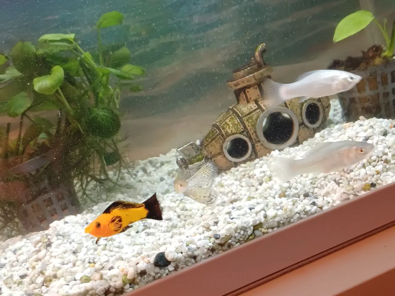 Billede 3 - Fisk Molly og Guppy