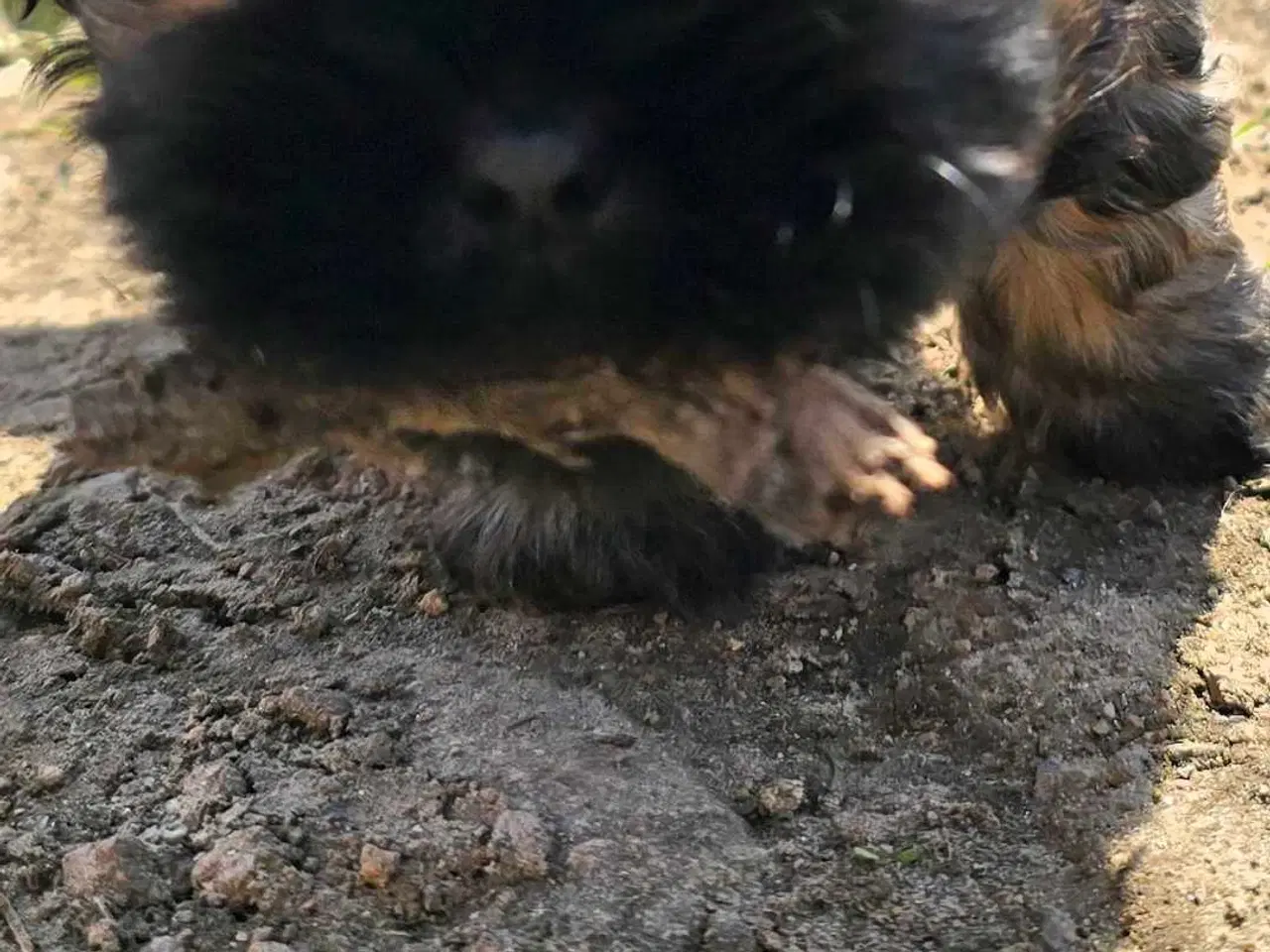 Billede 4 - Cody og Coco 