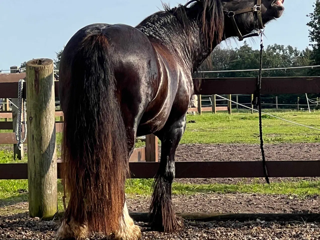 Billede 15 - Gypsy Vallak 