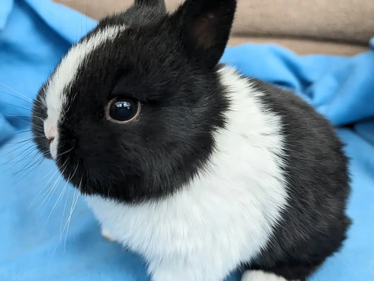 Billede 1 - Hermelin kaninunge sælges 
