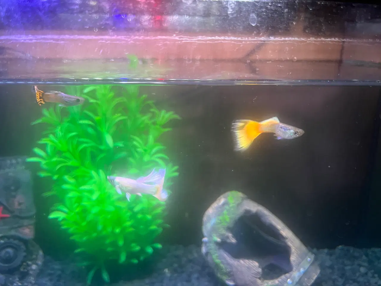 Billede 2 - Akvarie med evt fisk i