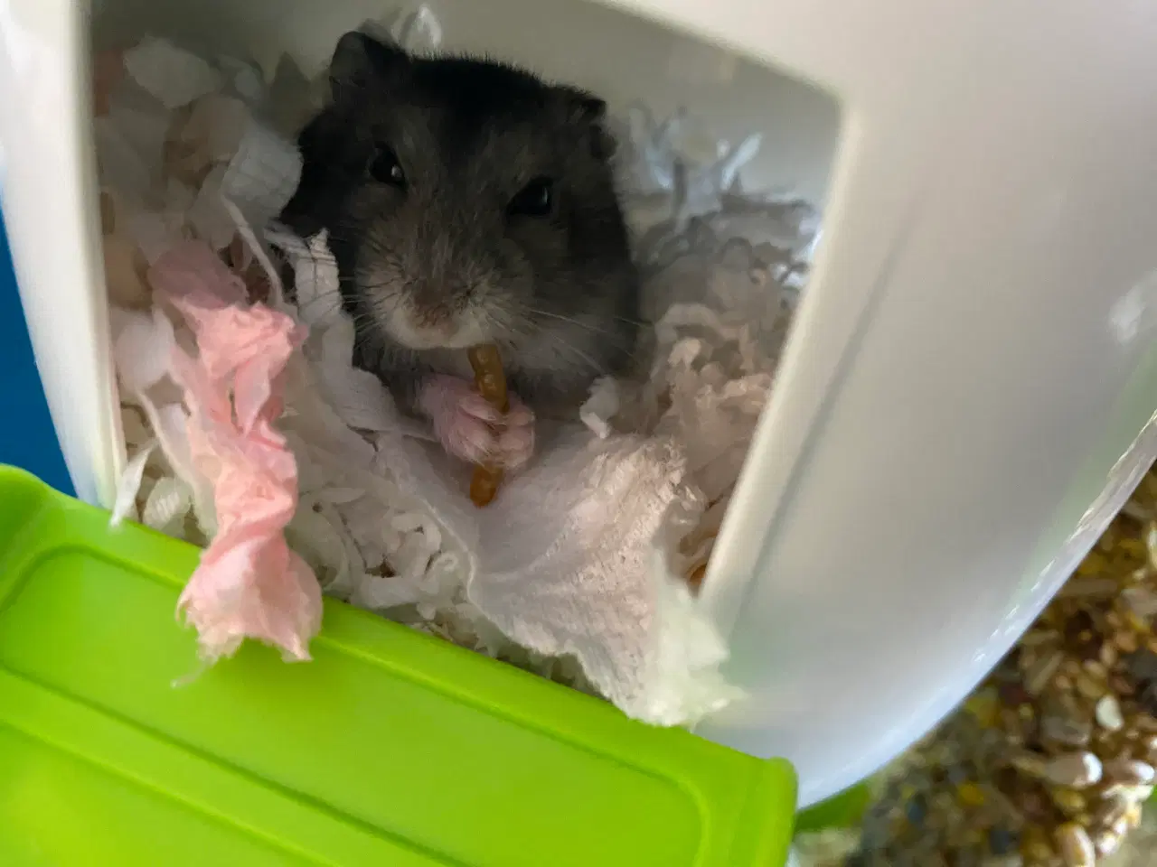 Billede 5 - Hamster + bur og diverse tilbehør sælges