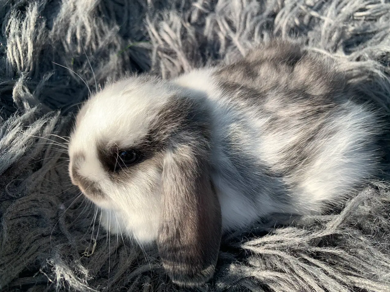 Billede 6 - Han 🩵Mini lop baby 