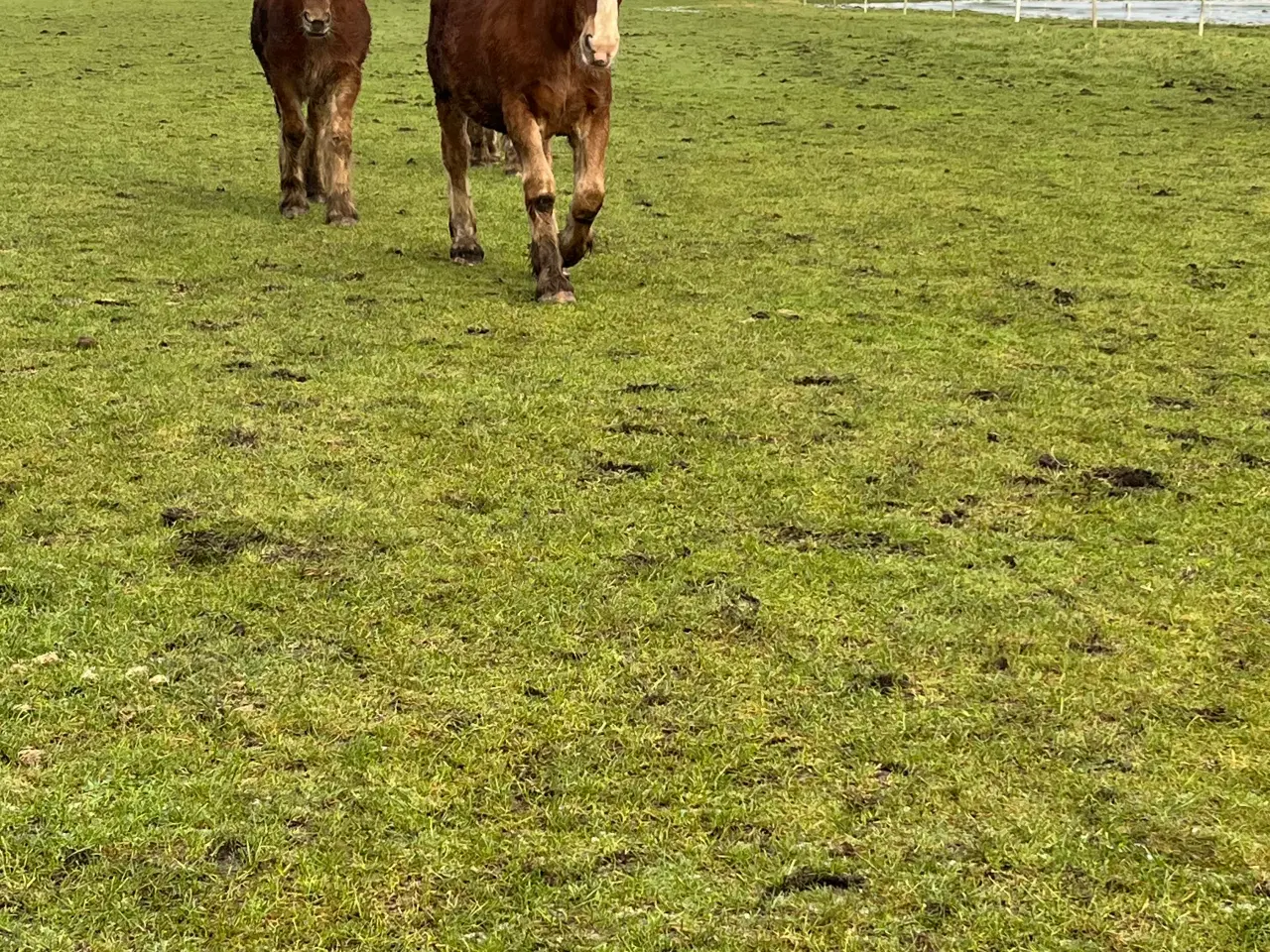 Billede 6 - Jydsk hest- hingst plag