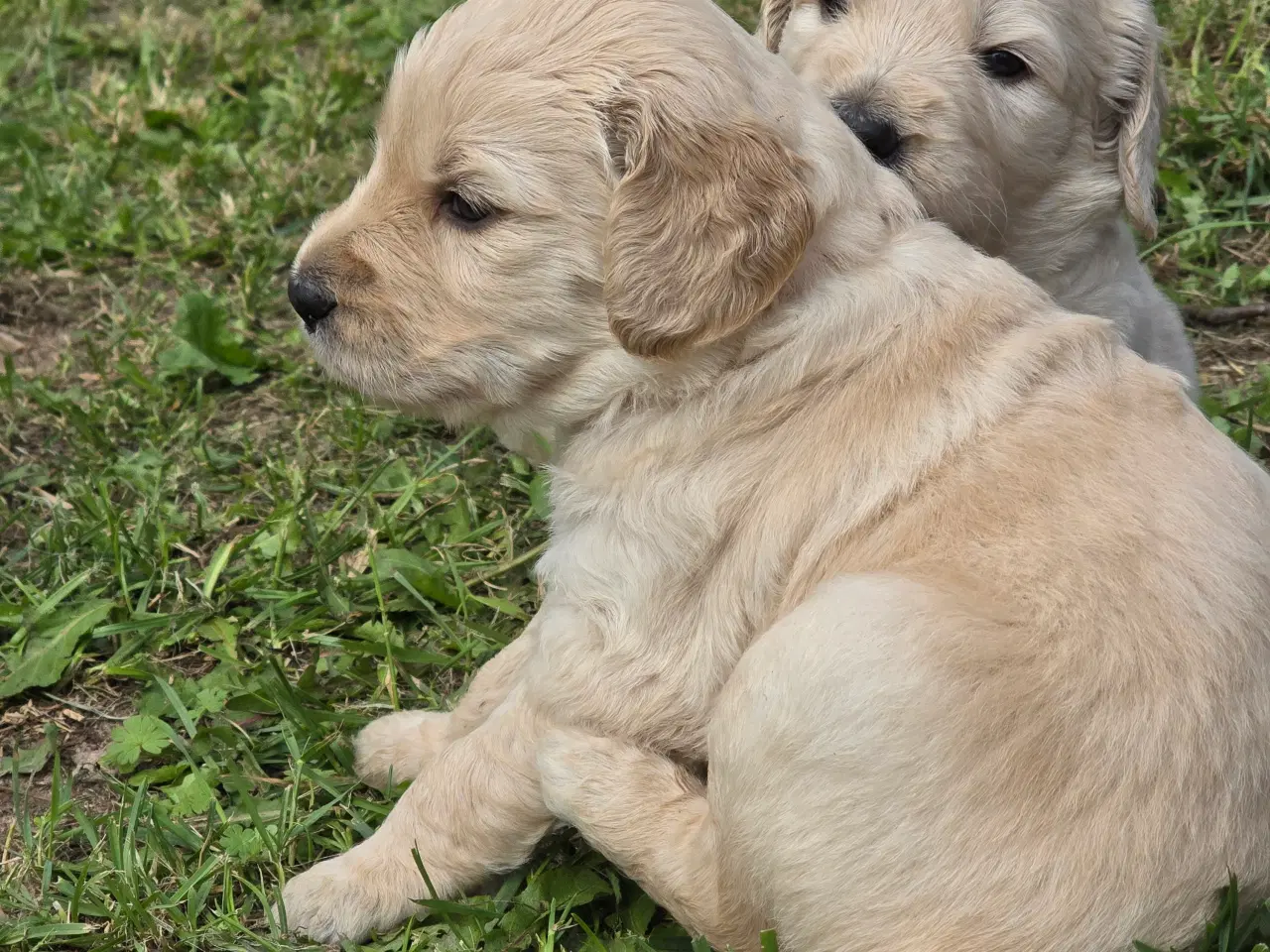 Billede 8 - Goldendoodle hvalpe søger nyt hjem.