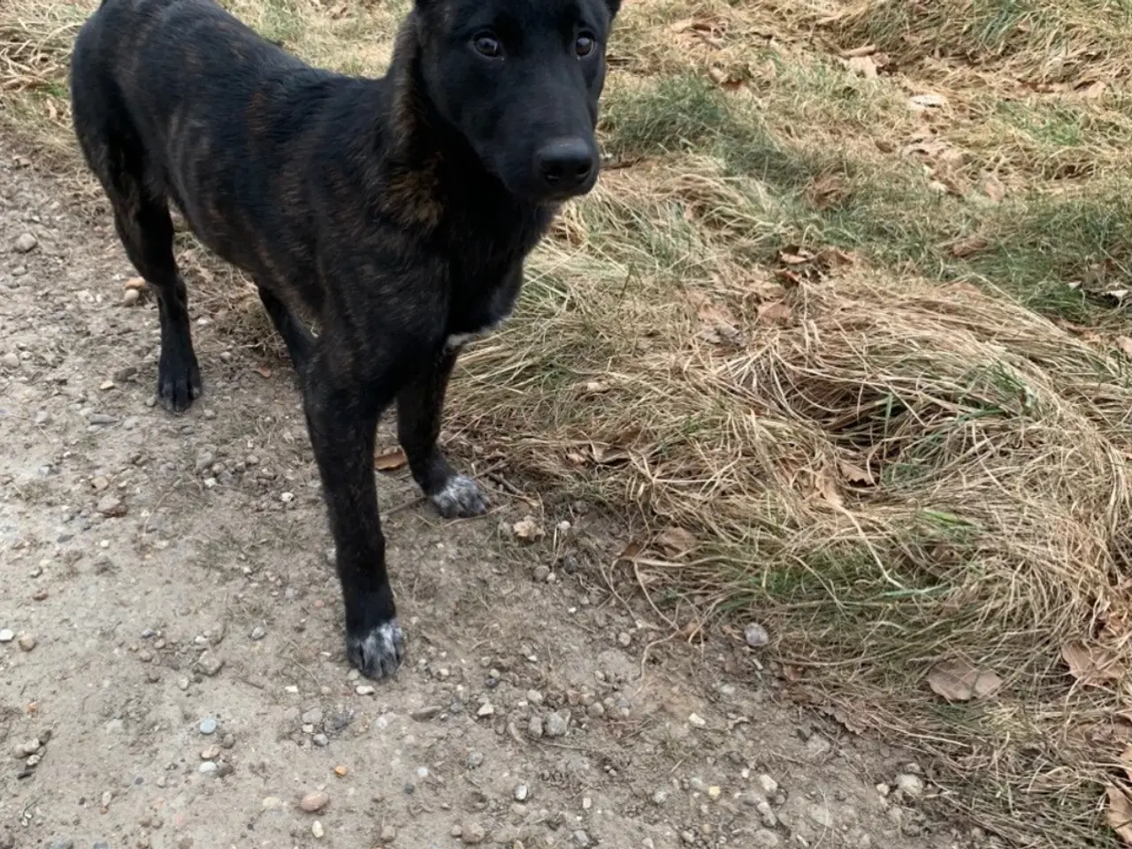 Billede 1 - Malinoise belgisk hyrdehund 