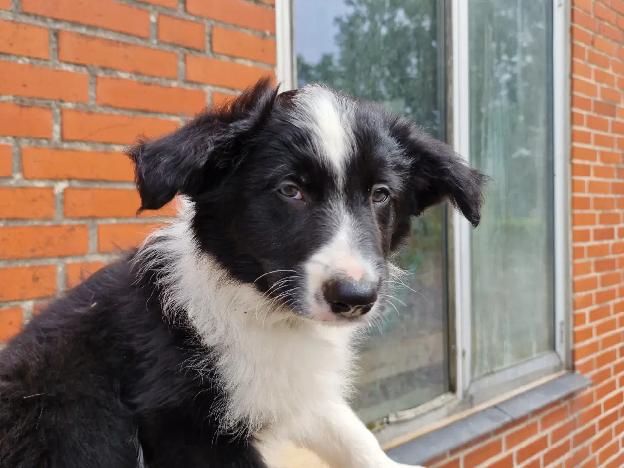 Billede 6 - Border Collie hvalpe