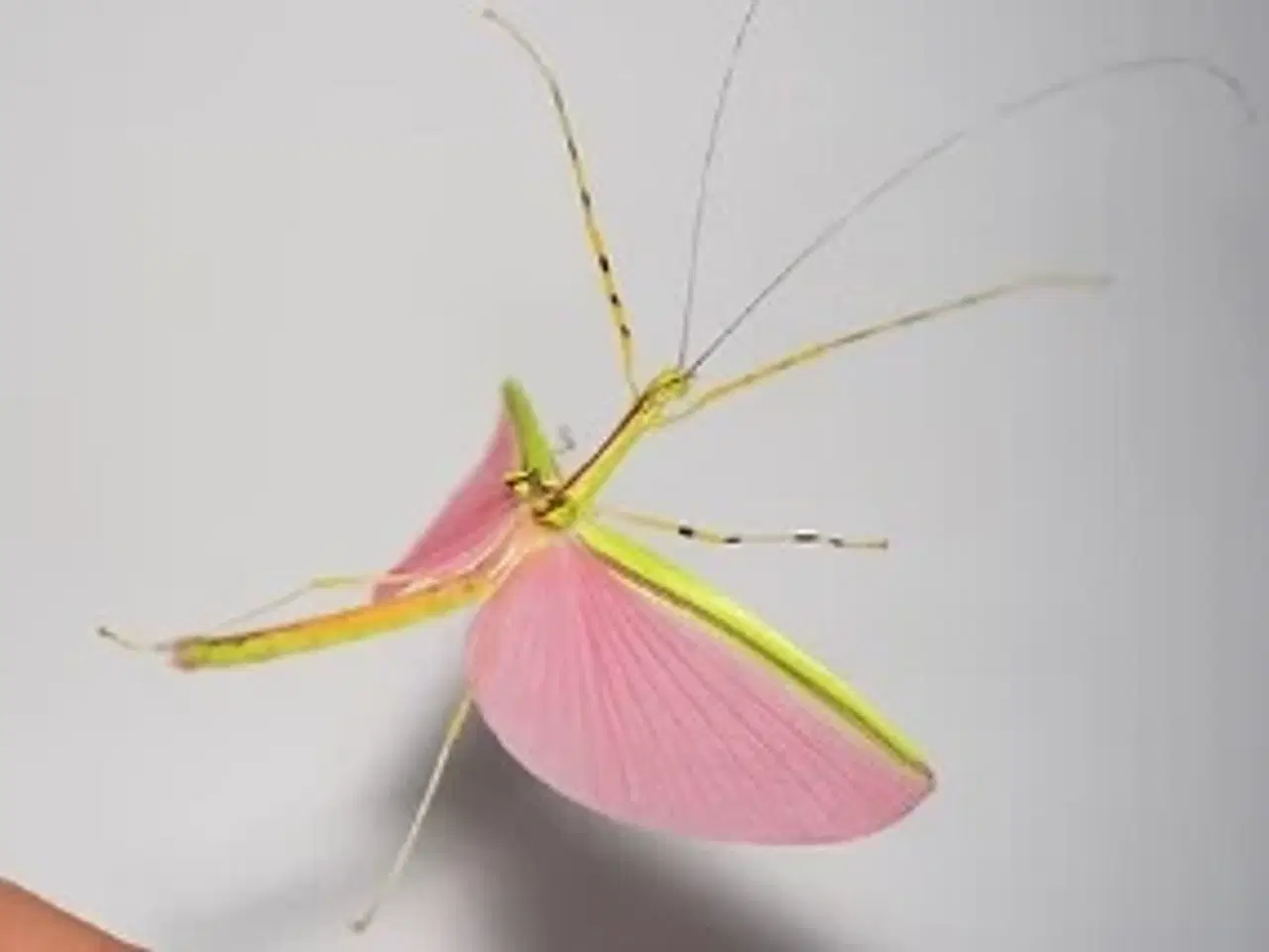 Billede 1 - Vandrende pinde. Gratis så mange du vil have! 